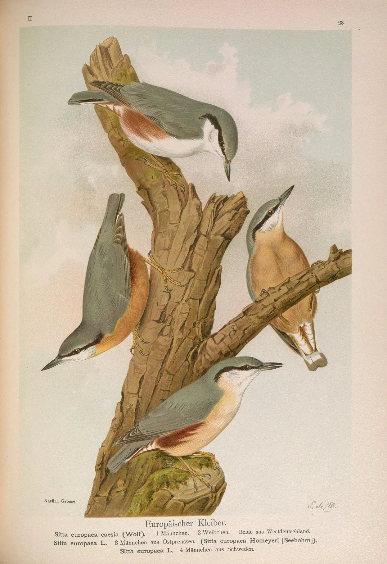 Naumann colour plate of four Eurasian Nuthatches on a tree stump, labelled Europäischer Kleiber