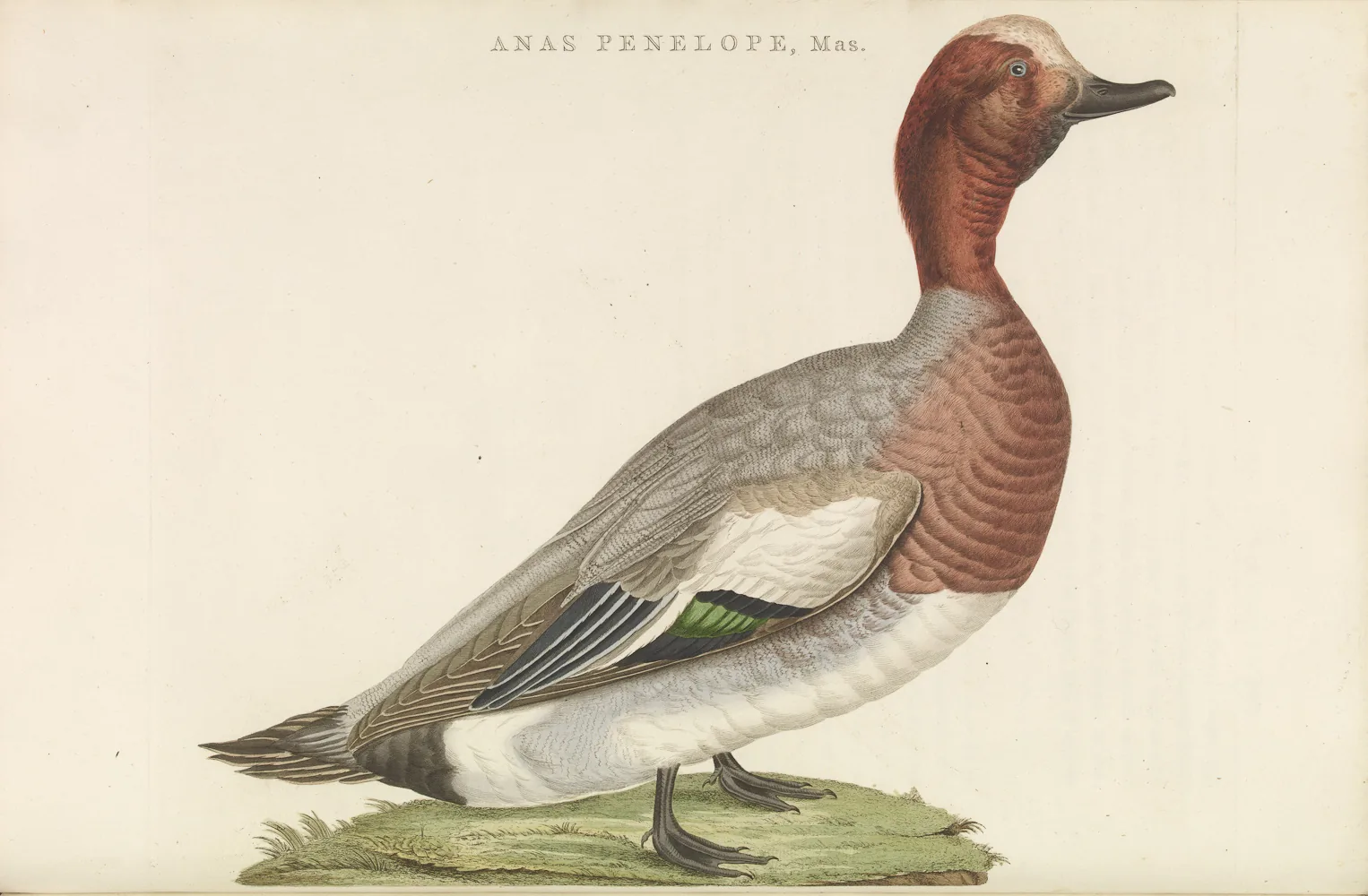 A hand-coloured 1770 plate of a male Eurasian Wigeon labelled Anas penelope