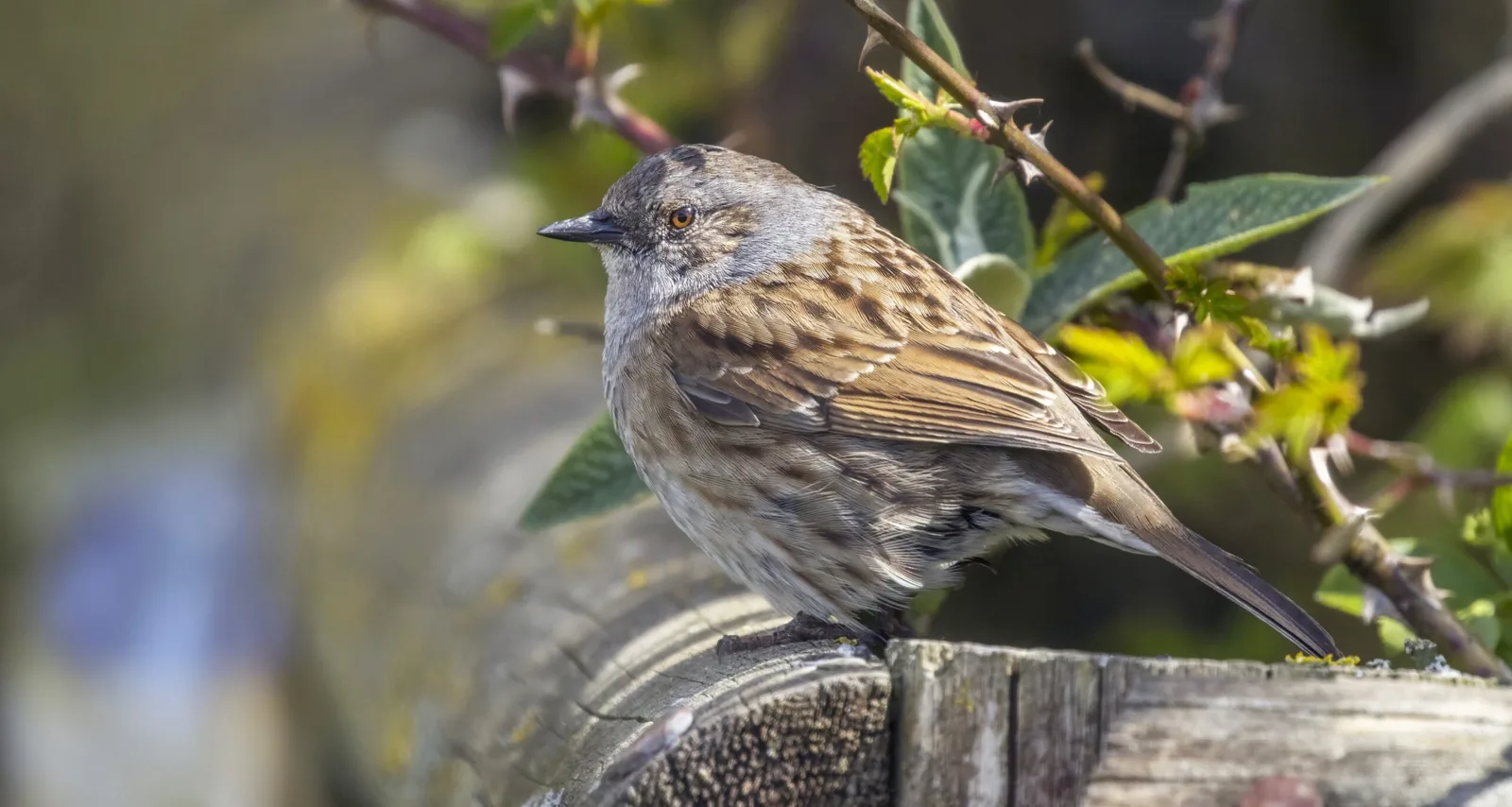Dunnock (Prunella modularis) perched on a branch at College Lake, Buckinghamshire, England