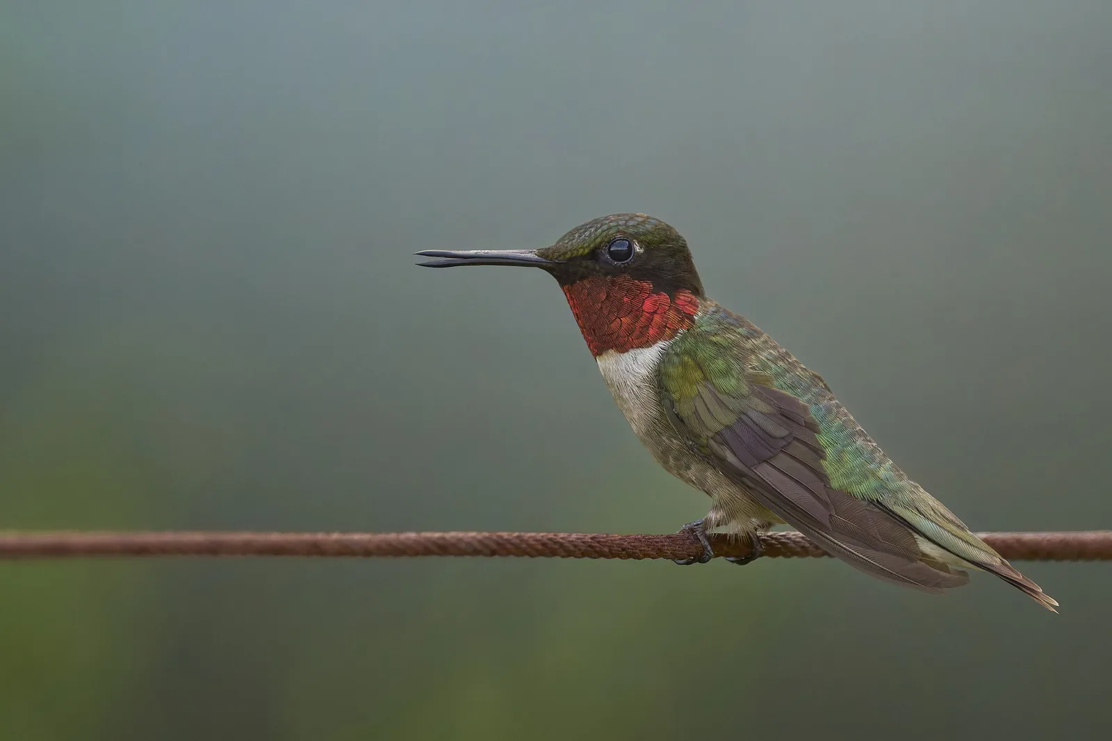 Adult male Ruby-throated Hummingbird perched on a wire, brilliant red gorget visible
