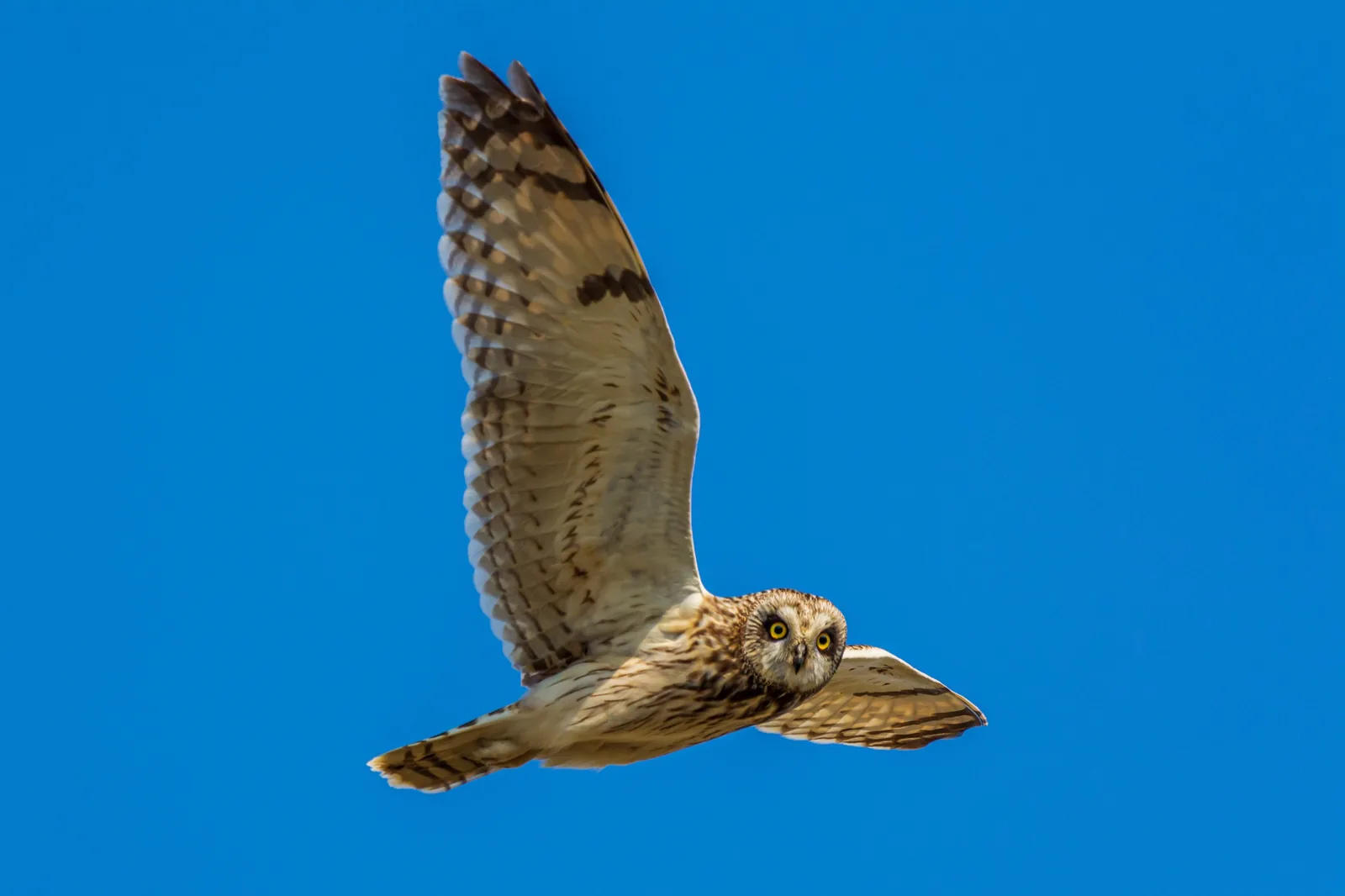 Short-eared Owl in flight against a clean blue sky over Spiekeroog saltmarsh, Lower Saxony Wadden Sea National Park.