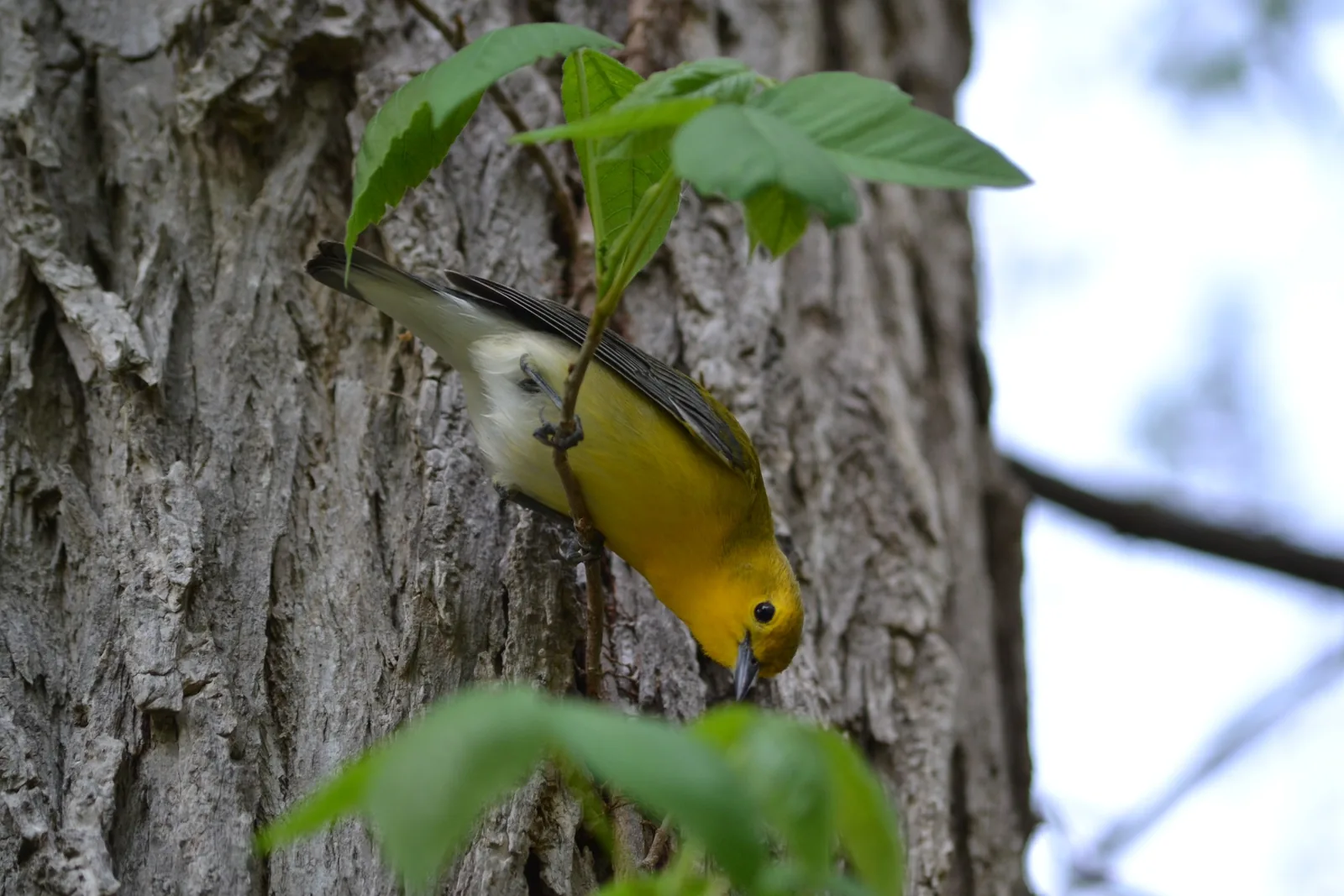 Prothonotary Warbler climbing a tree trunk head-down at Magee Marsh, Ohio.