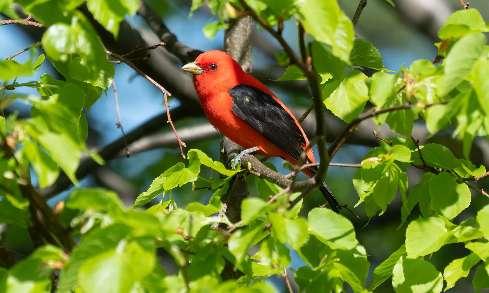 Male Scarlet Tanager perched on a branch in a Brooklyn cemetery, brilliant red body with black wings against green leaves