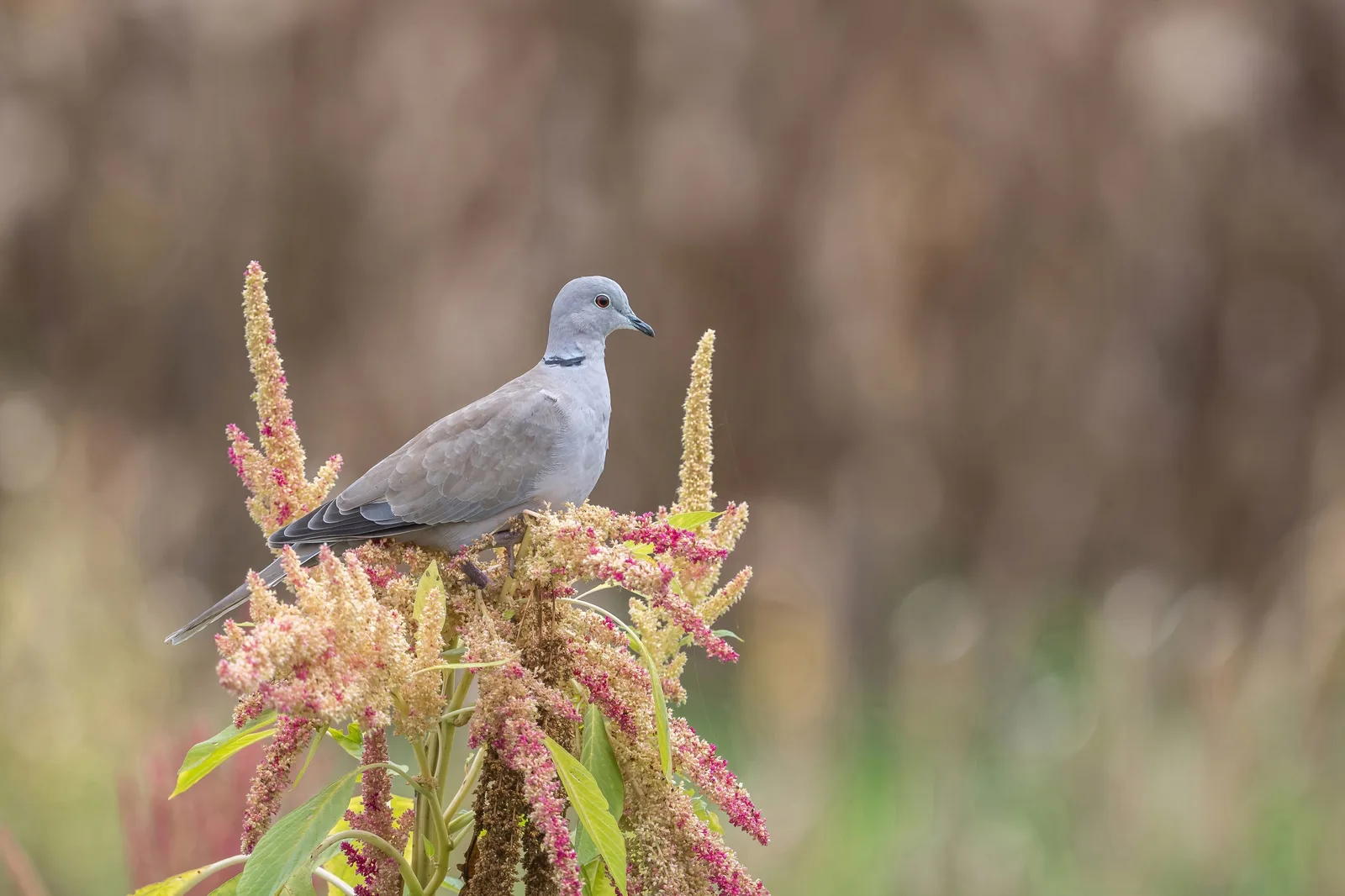 Eurasian Collared-Dove perched on the seed-head of an amaranth plant, soft tan-pink background.