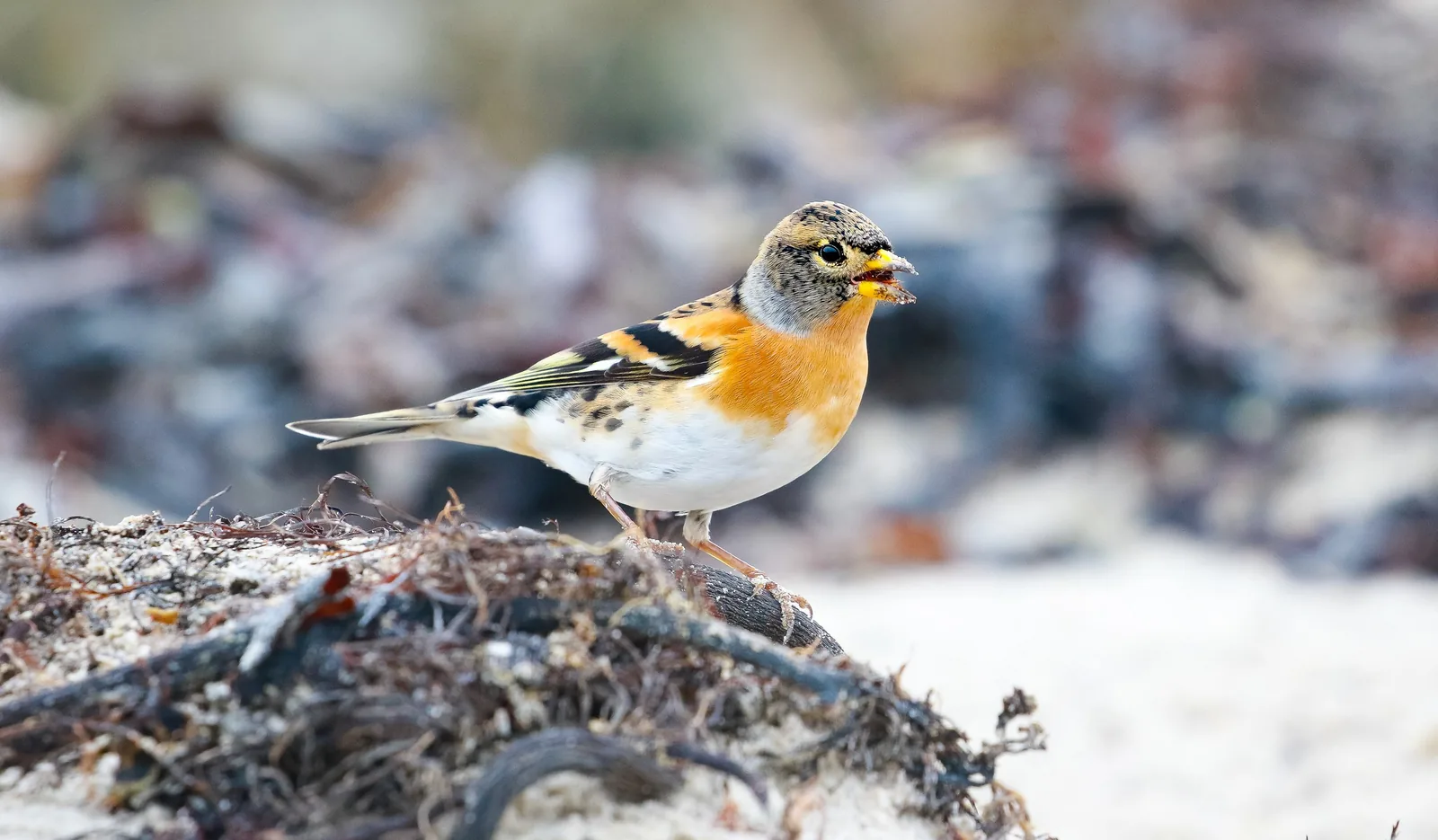 Male Brambling foraging on the winter forest floor, orange chest and black-and-white head