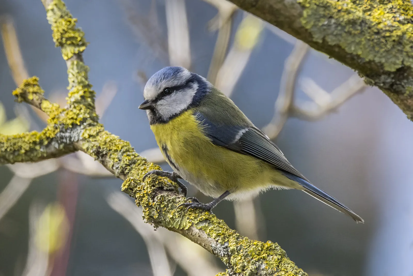 Eurasian blue tit perched on a lichen-covered branch in Poland