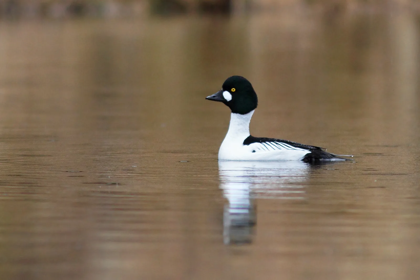 Wild male Common Goldeneye in profile on a still lake, showing the iridescent green head, golden eye, and distinctive white cheek-spot