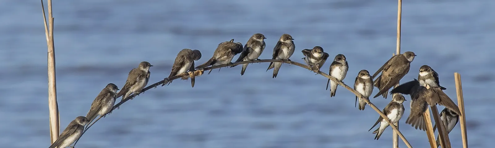 A flock of Sand Martins (Bank Swallows) perched on an arched reed above water at El Rocio, Spain