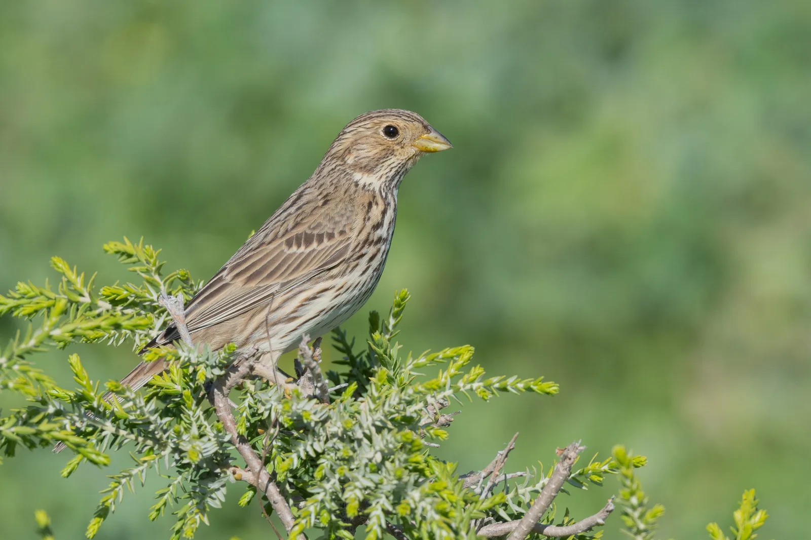 Corn Bunting (Emberiza calandra) singing from a juniper bush, Zaghouan, Tunisia