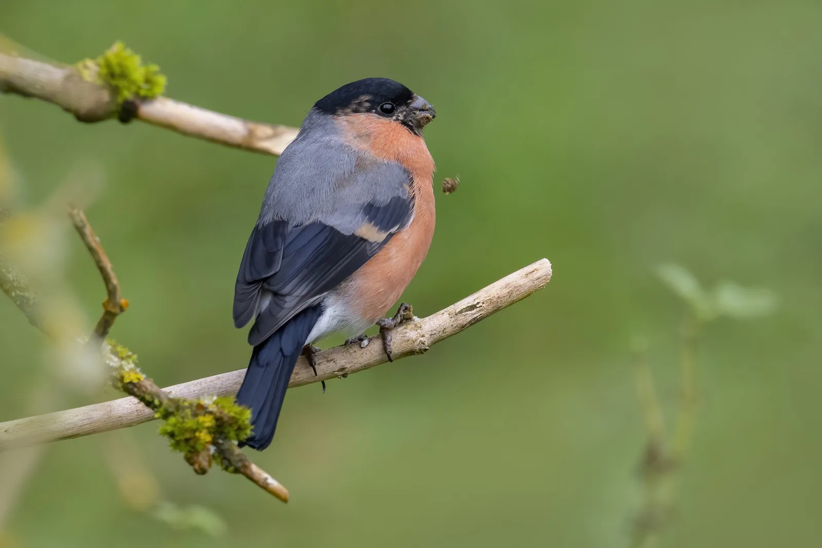 Male Eurasian Bullfinch perched on a moss-covered branch, Scotland