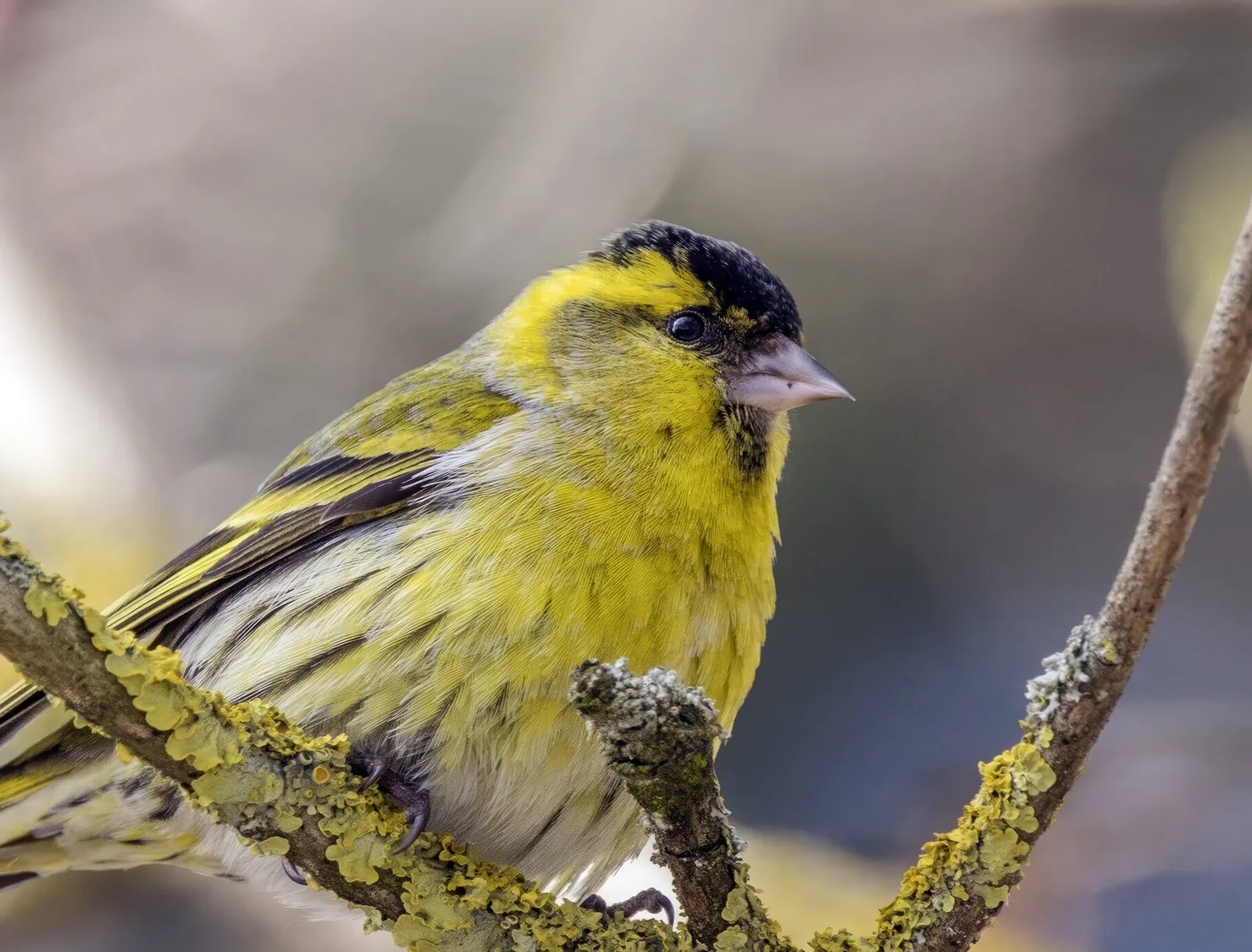 Male Eurasian siskin (Spinus spinus) perched on lichen-covered alder branches against soft golden bokeh, showing the black cap, yellow throat and olive-green back.