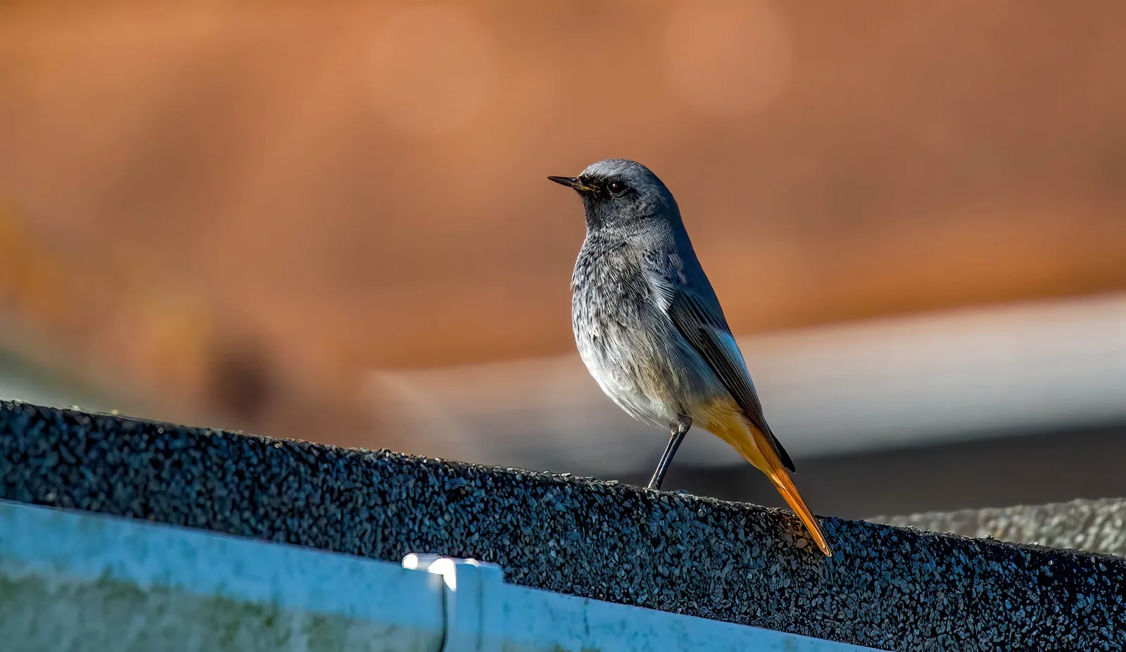 Male Black Redstart perched on a rooftop edge at Flamborough, East Riding of Yorkshire