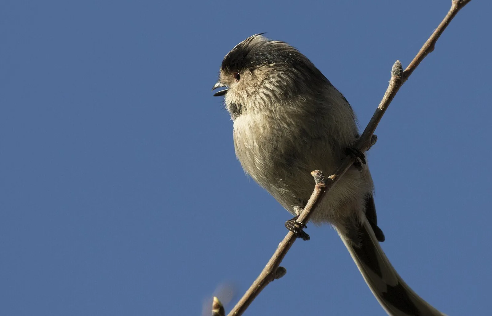 Long-tailed tit calling against a clean blue sky, perched on a thin diagonal twig