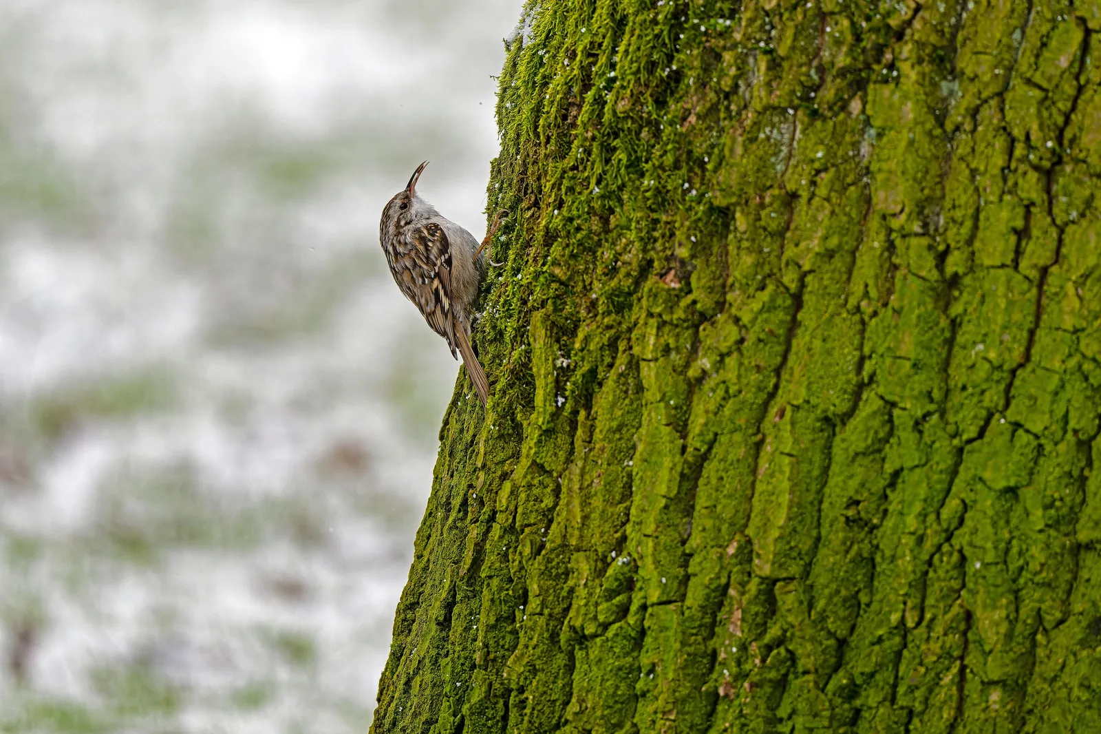 Eurasian Treecreeper climbing a moss-covered tree trunk with snow in the background