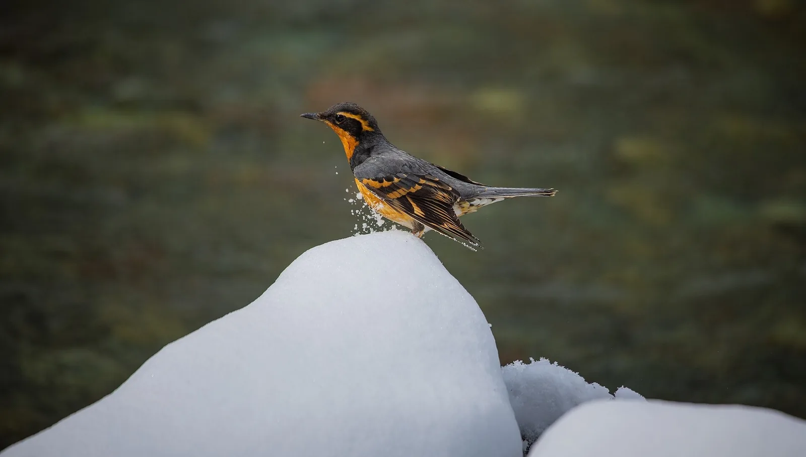 A male Varied Thrush perched on a snow mound, with dark forest behind.