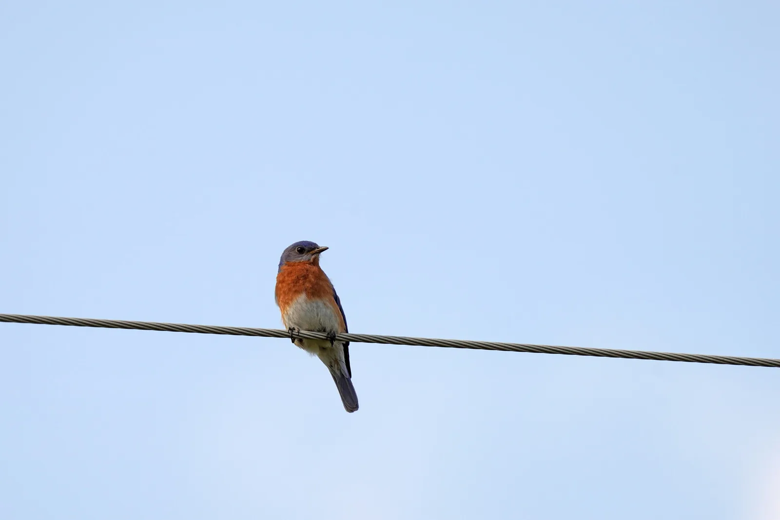 Adult male Eastern Bluebird perched on a steel utility line against a clean blue sky