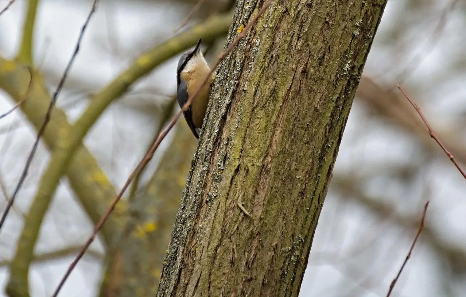 Eurasian Nuthatch perched head-down on a beech trunk in winter