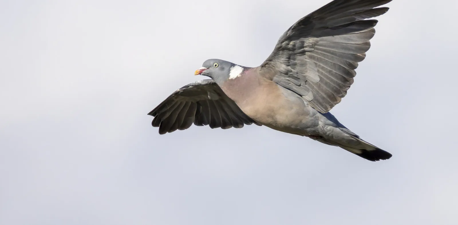 Common Wood Pigeon in flight against a pale sky, with the diagnostic white wing patches and white neck collar visible.
