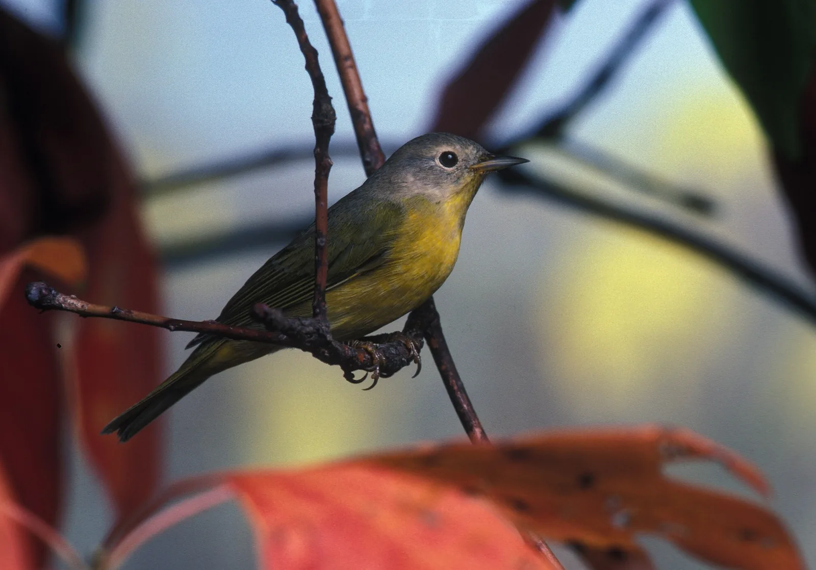 Nashville Warbler perched on a sassafras branch with autumn red leaves below.
