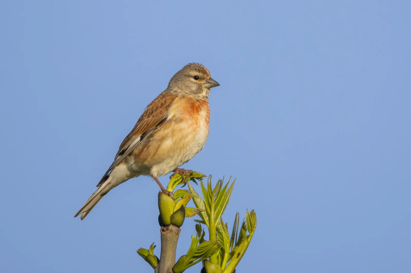 Male Common Linnet in breeding plumage perched on a budding branch against a clear blue sky