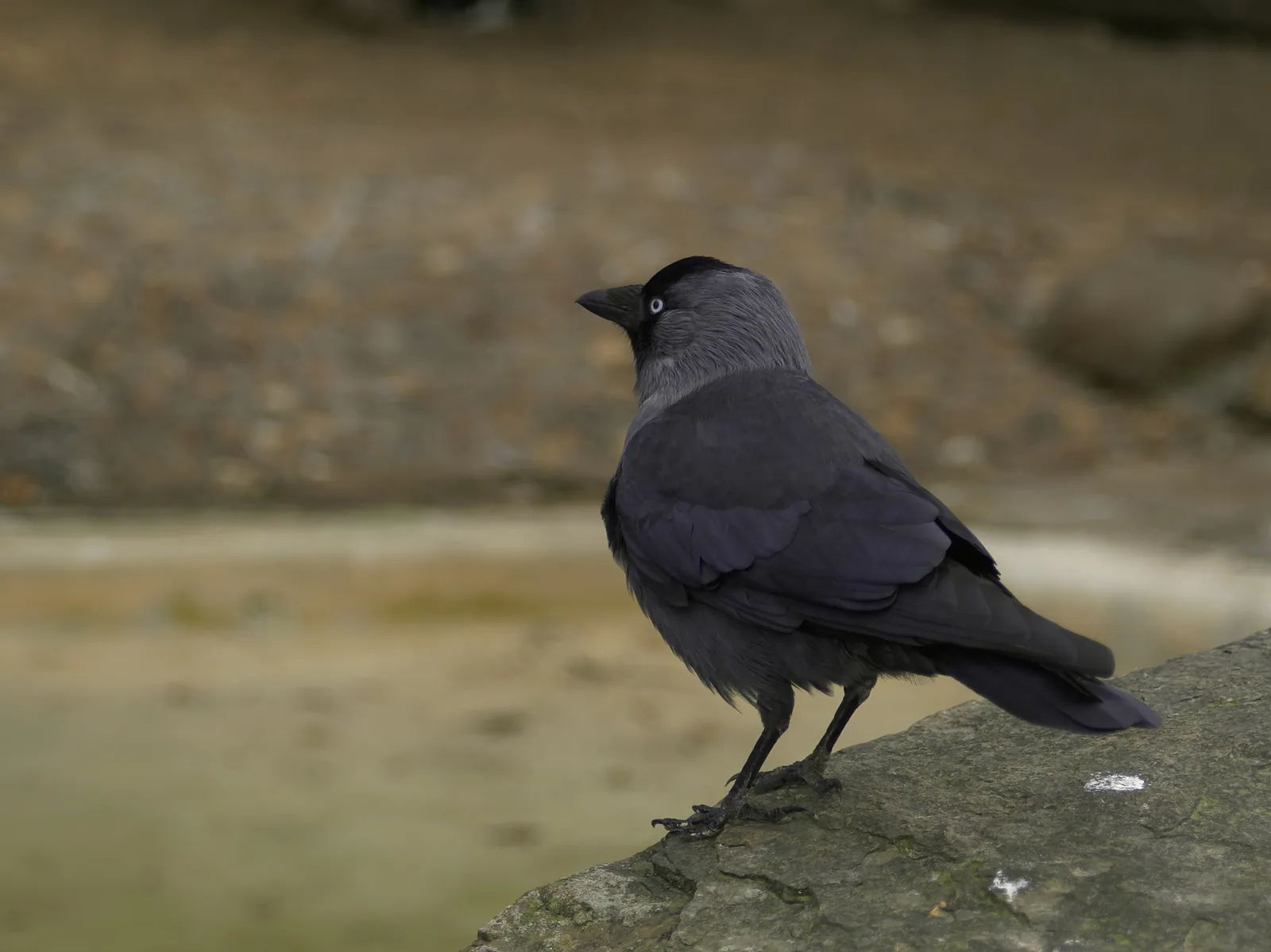 Eurasian Jackdaw perched on a stone, the pale silver iris visible against the dark grey plumage.