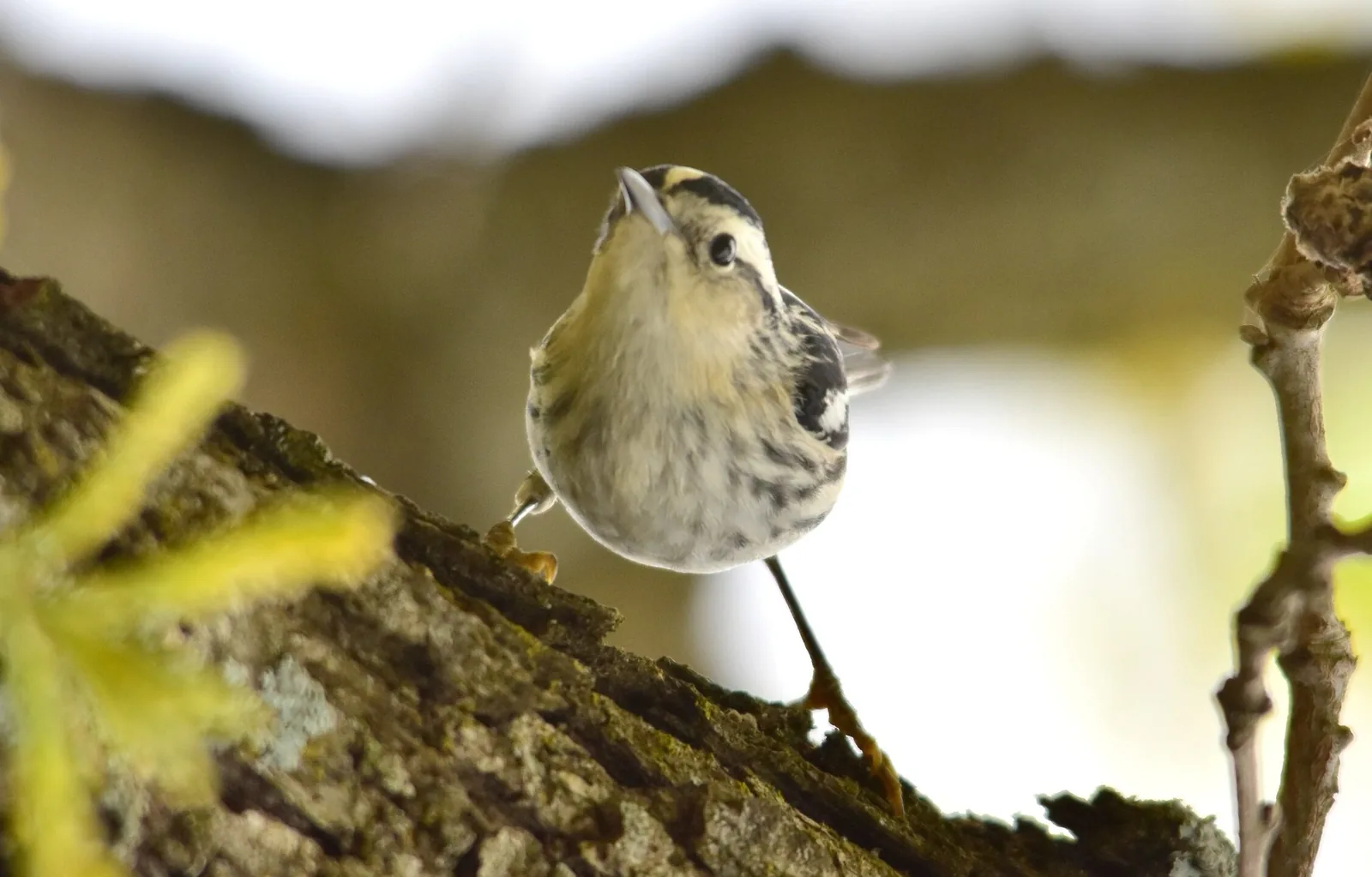 Black-and-white Warbler perched at the edge of mossy bark at Flint Hills National Wildlife Refuge, looking up — small in frame with full body, legs, and striped crown visible