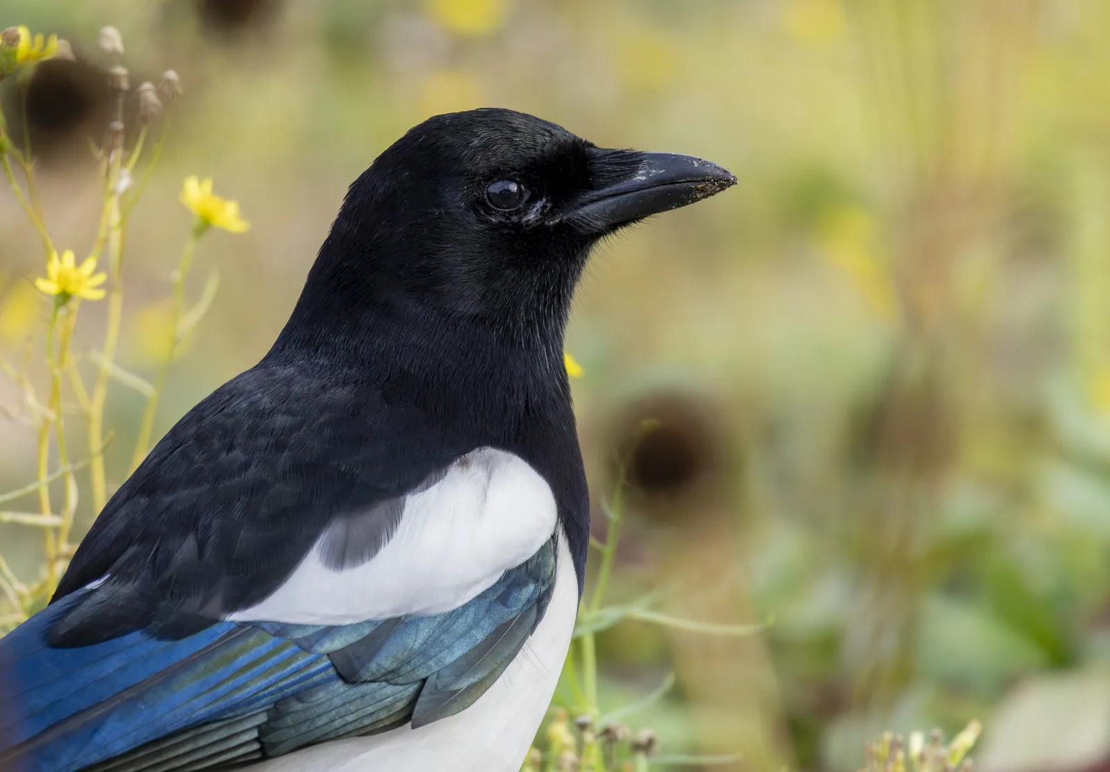 Close-up portrait of a Eurasian magpie (Pica pica) in profile, eye and beak fully visible, white belly and iridescent blue-green wing edge below, against an out-of-focus floral background. Photographed in Gennevilliers, France.