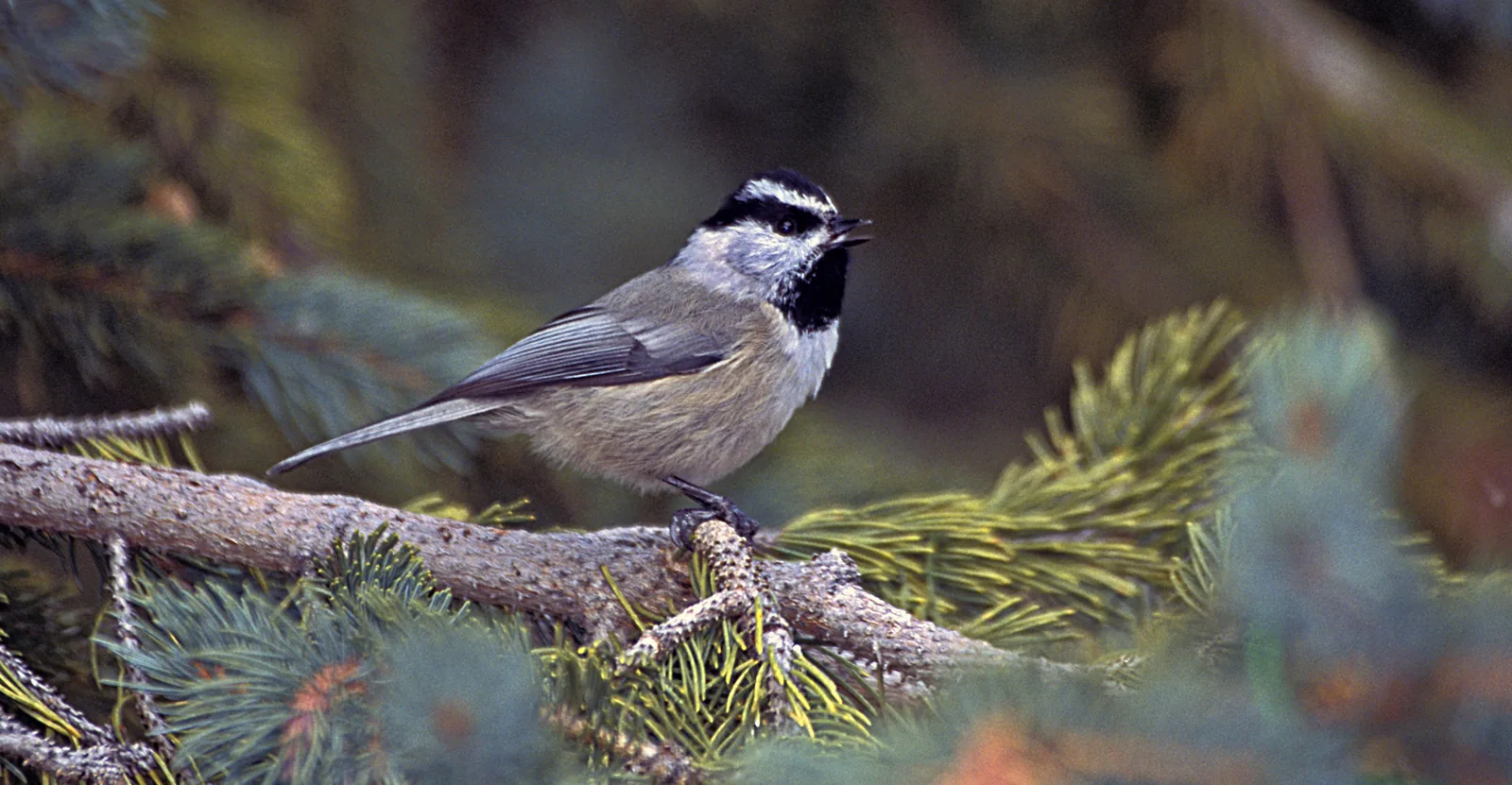 A Mountain Chickadee perched on a conifer branch, showing the species' clean white eyebrow stripe between the black cap and black eye-line.