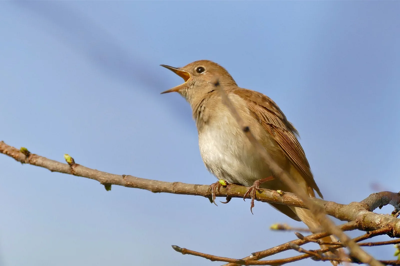 Common Nightingale (Luscinia megarhynchos) singing on a branch against a soft blue sky.