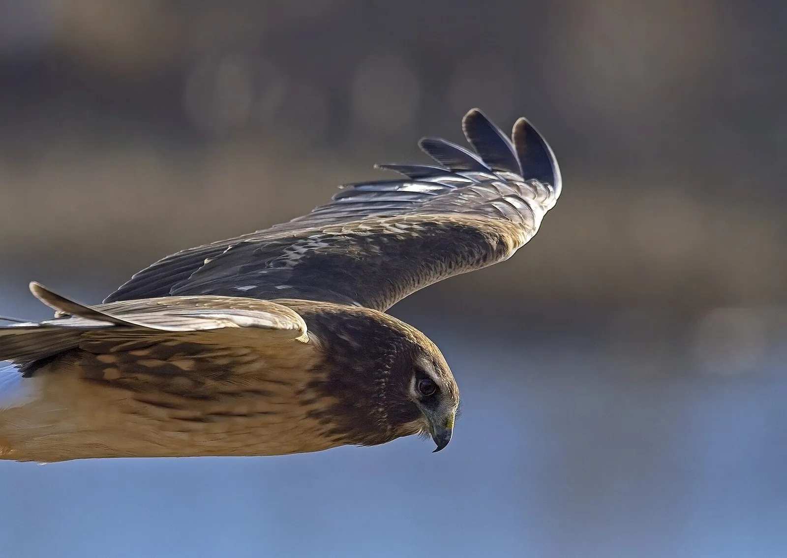 Female Northern Harrier in flight, head tilted toward the ground, set in the lower third of the frame against blurred treeline and water.