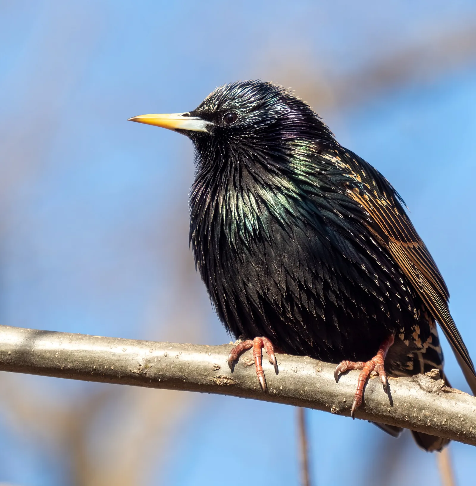 Common Starling in breeding plumage perched on a branch against blue sky, photographed in Central Park, New York