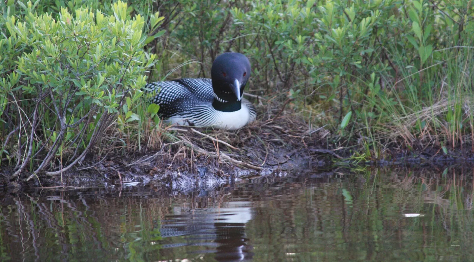 Adult Common Loon in breeding plumage on its nest at the edge of a Maine lake. Head-on pose, bill pointing toward the camera, against green shoreline vegetation.