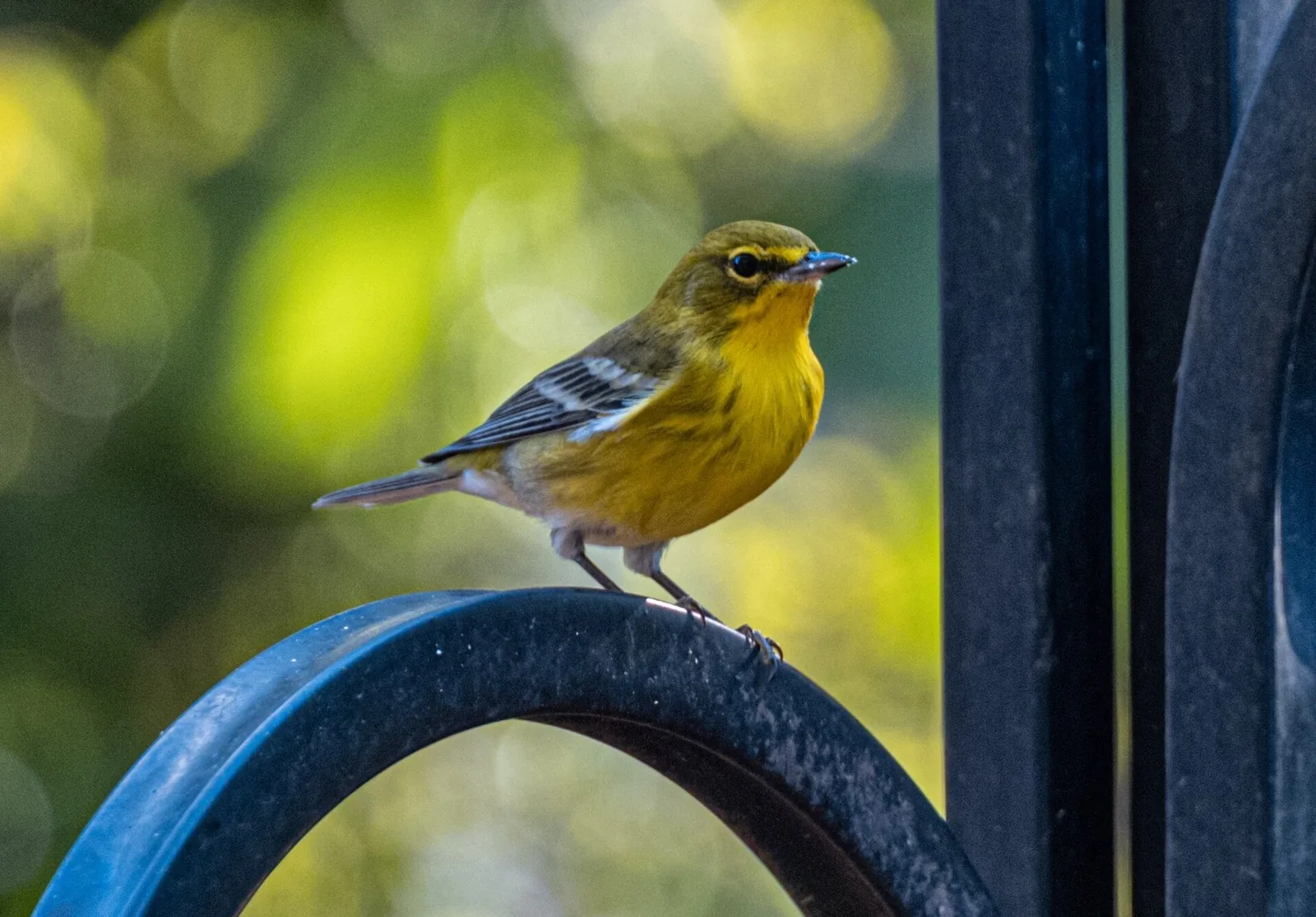 A Pine Warbler with yellow throat and breast and two white wing bars perched on a black wrought-iron garden hoop.