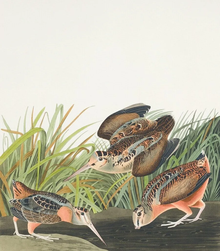 American Woodcock