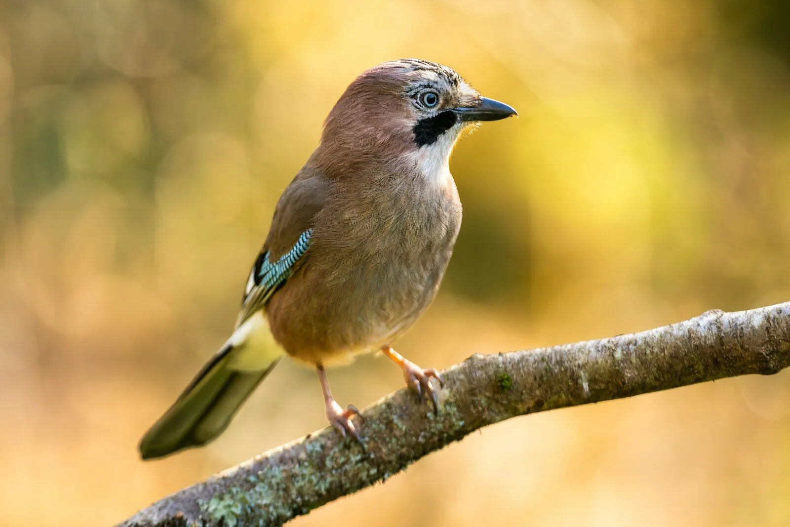 A jay bird perched on a tree branch.