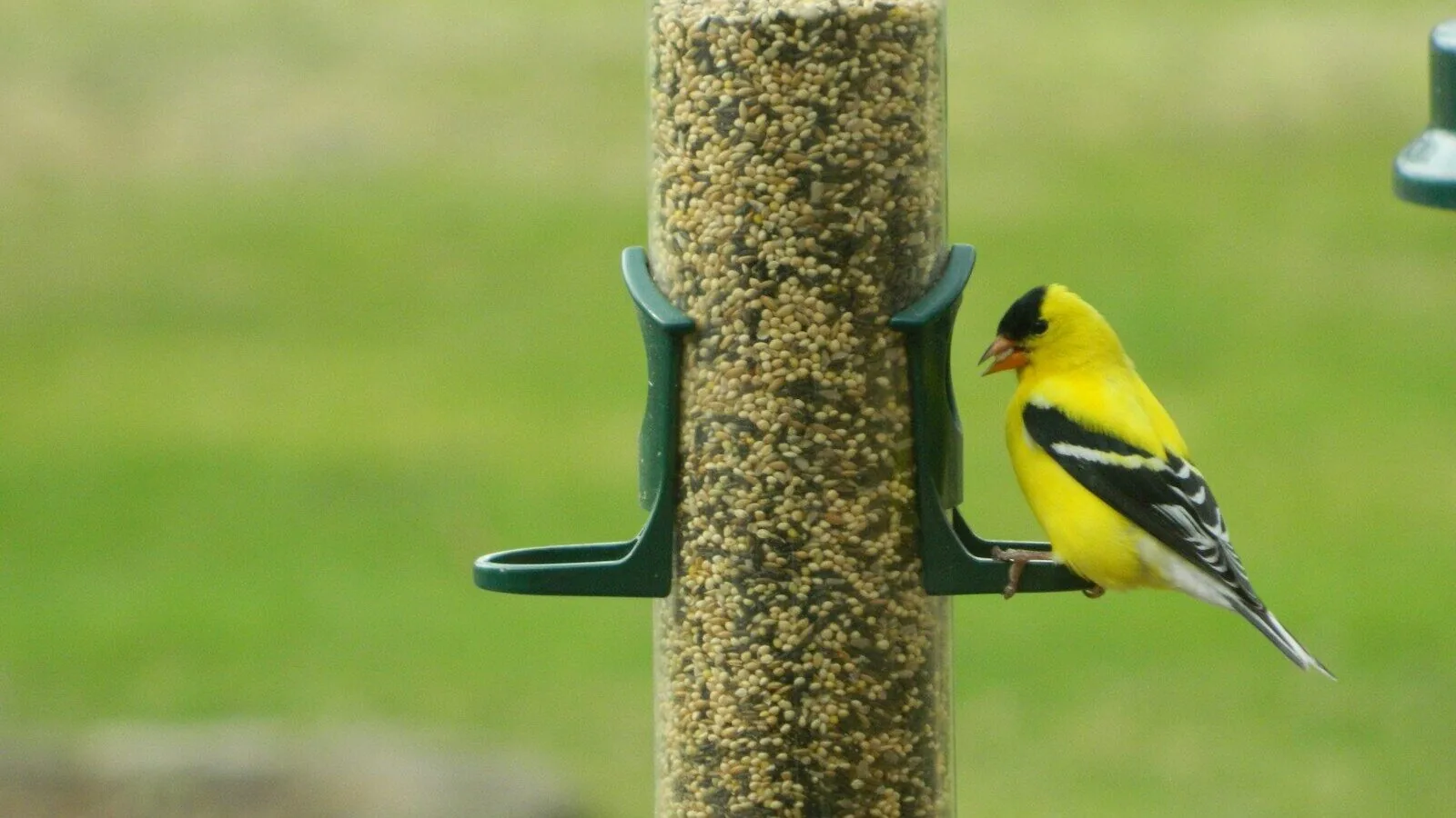 a yellow bird perched on a bird feeder