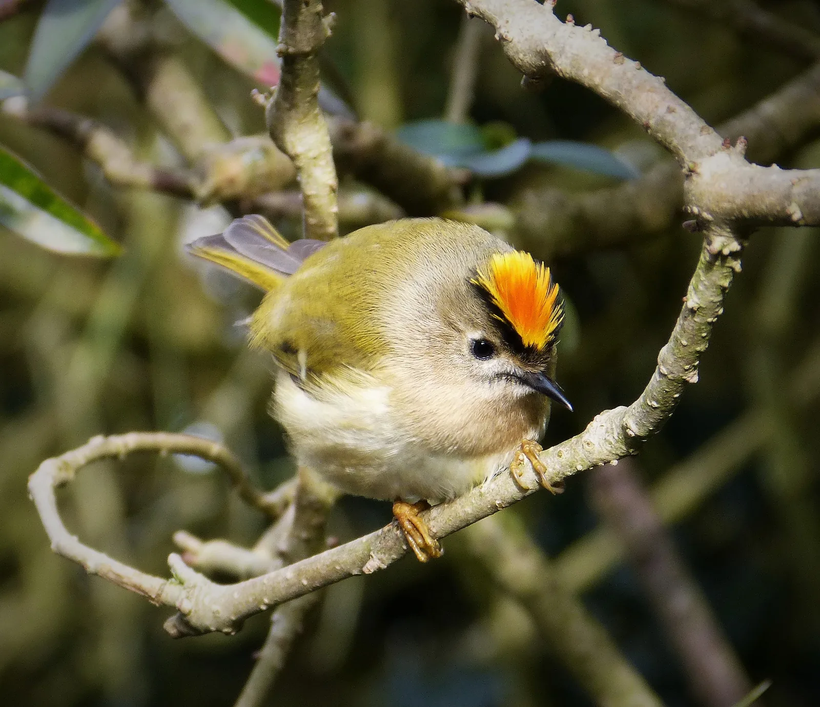 Male Goldcrest perched on a thin lichen-covered branch, head turned toward the camera with the orange crest erected on top of the yellow crown.