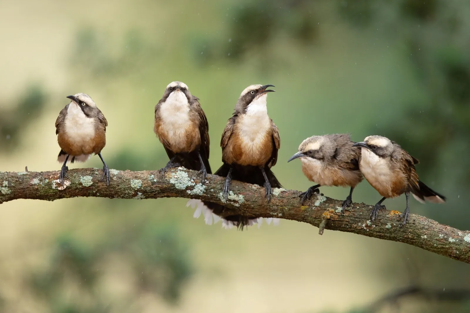 Five Grey-crowned Babblers perched in a row along one mossy branch