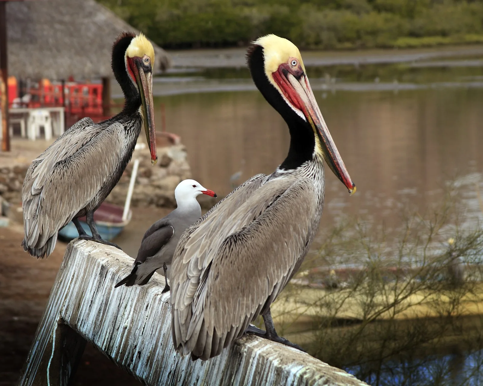 A small gray Heermann's Gull with a white head standing between two much larger Brown Pelicans on a weathered railing