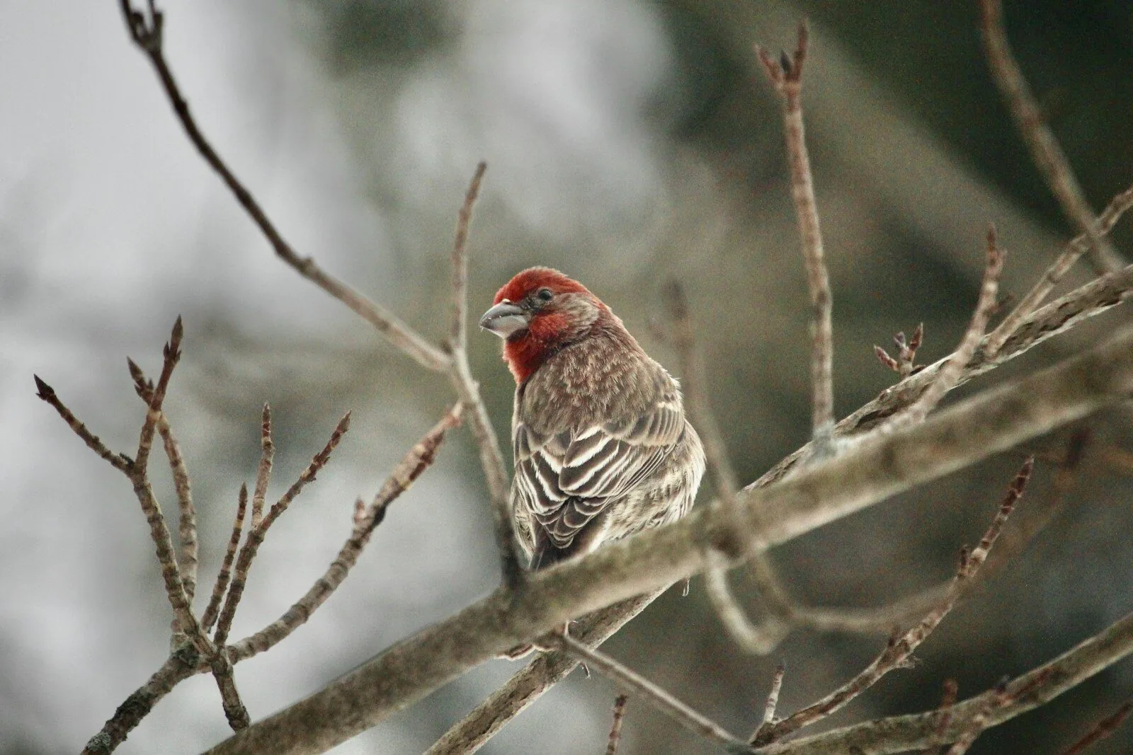 A red-faced bird perches on a branch.