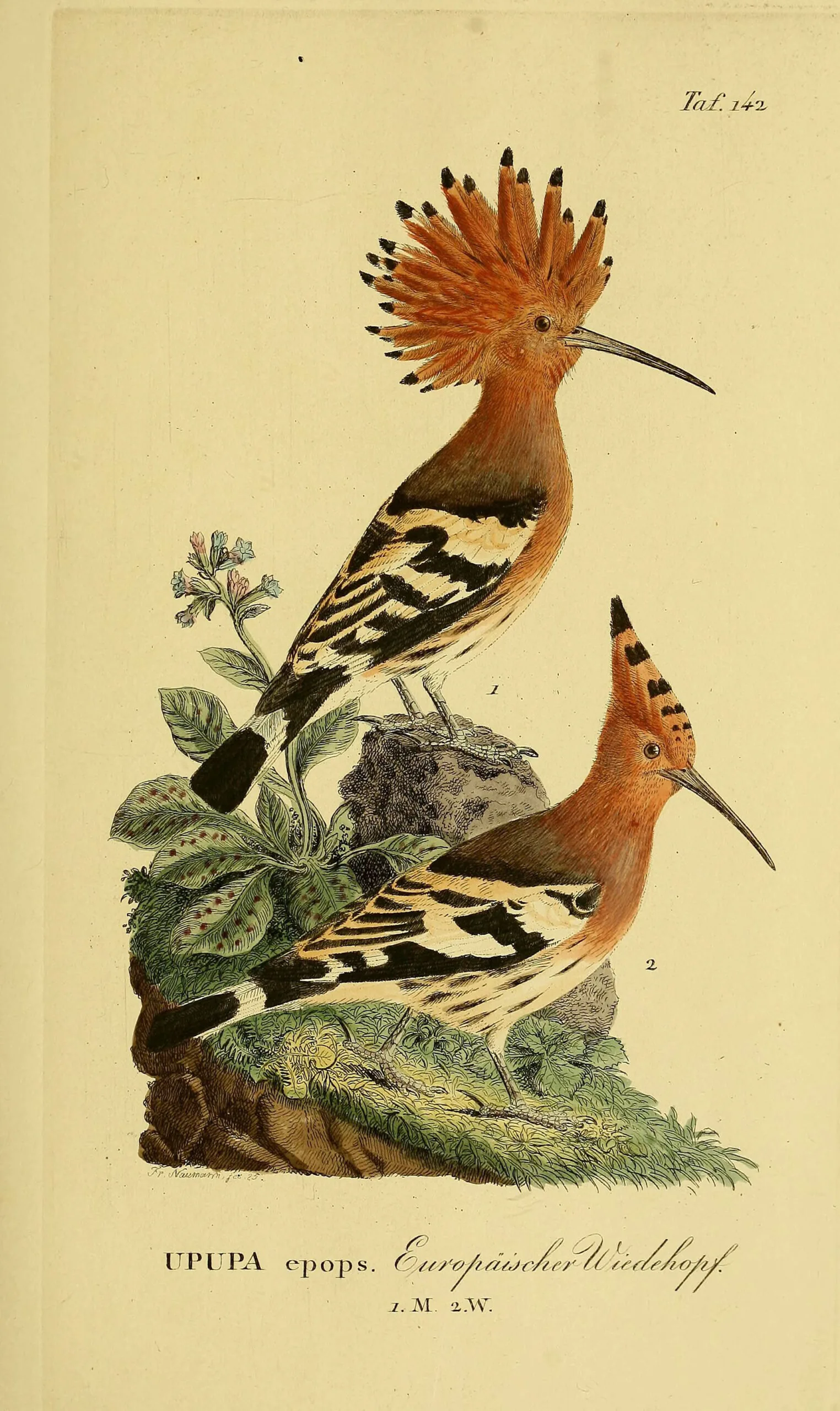Hand-coloured 19th-century plate of two hoopoes, the upper bird with its crest fully fanned into a crown