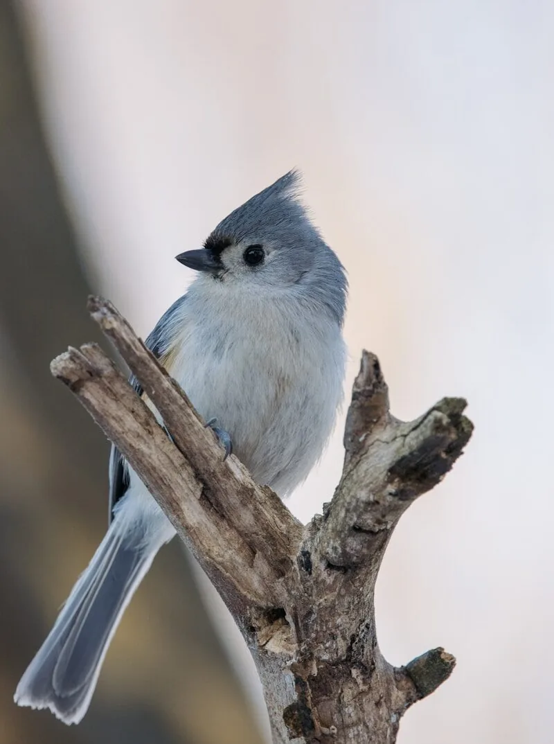 white and gray bird on brown tree branch