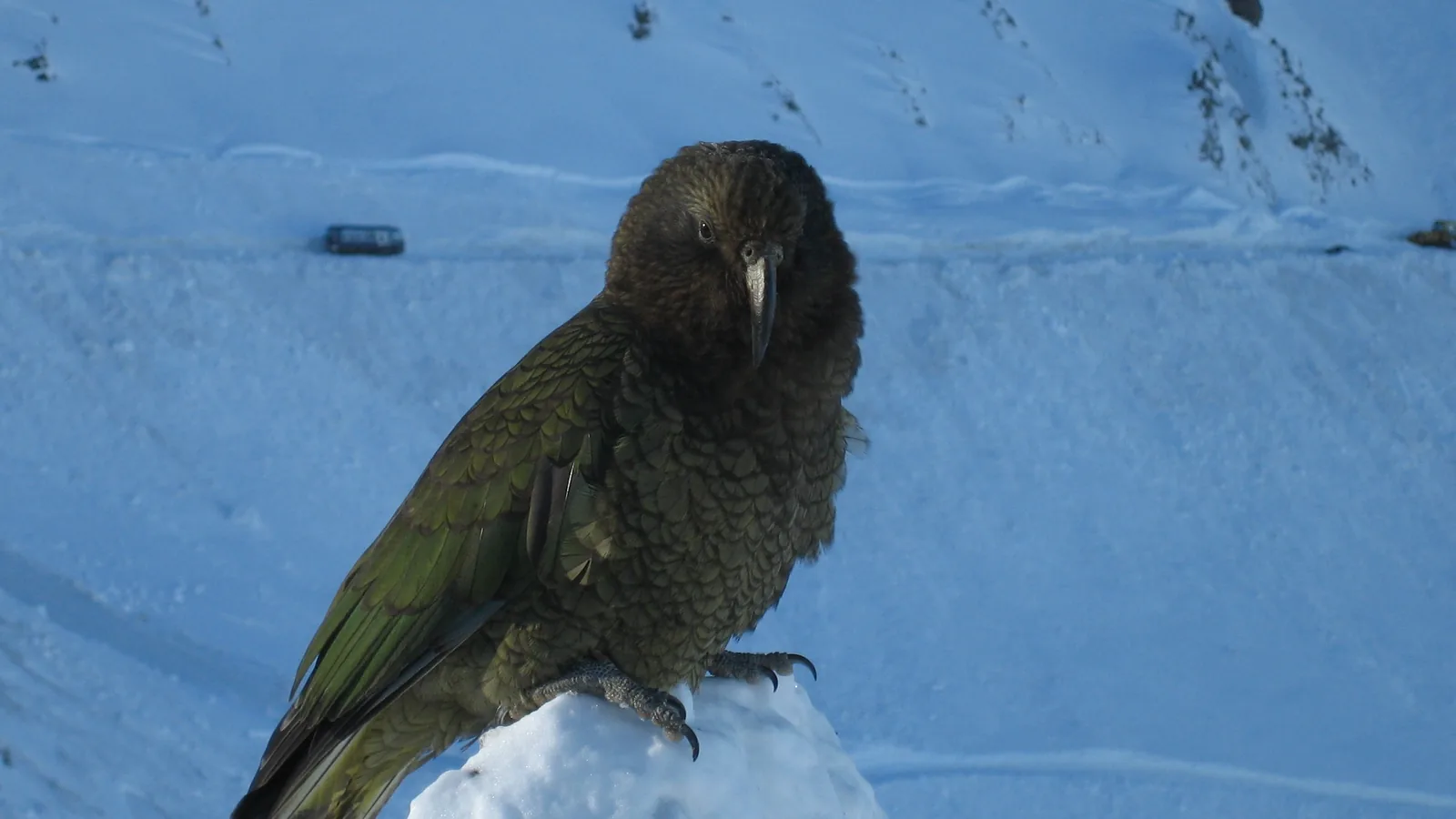 A kea perched on a snow mound in the New Zealand Southern Alps