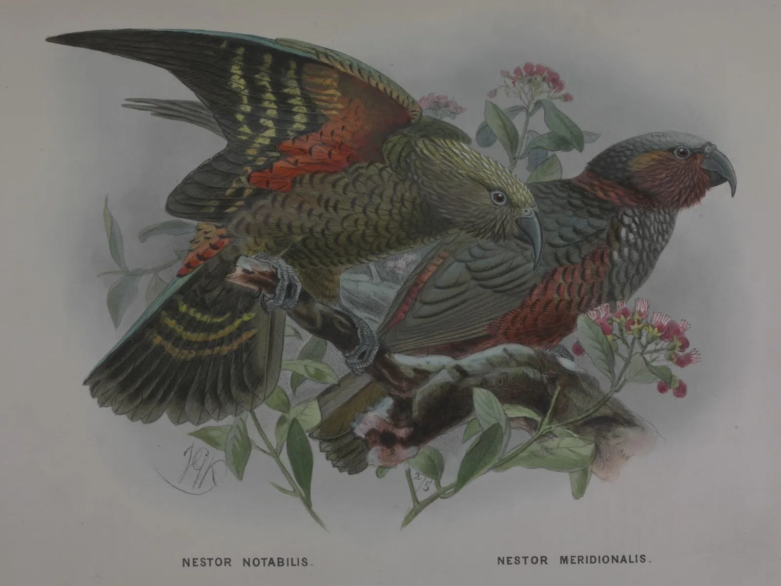 A Victorian colour plate of a kea with spread wings beside a kaka, perched among foliage