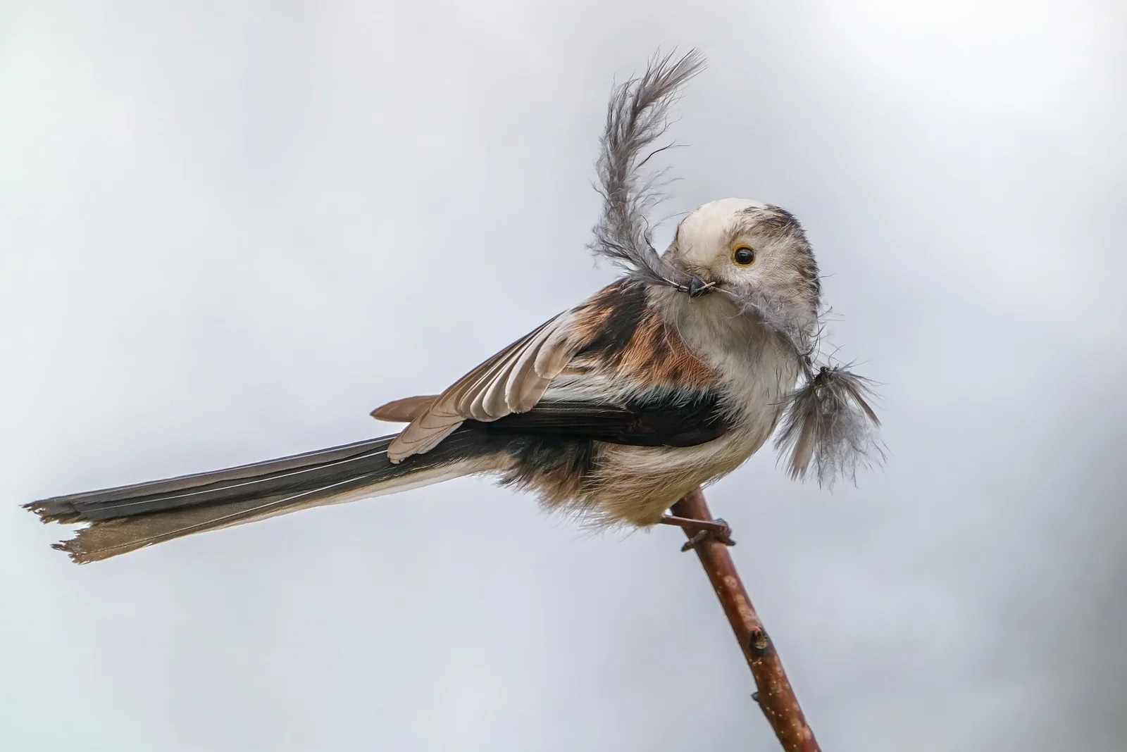 Long-tailed tit perched on a twig with a fluffy grey feather held in its beak, gathered for the nest