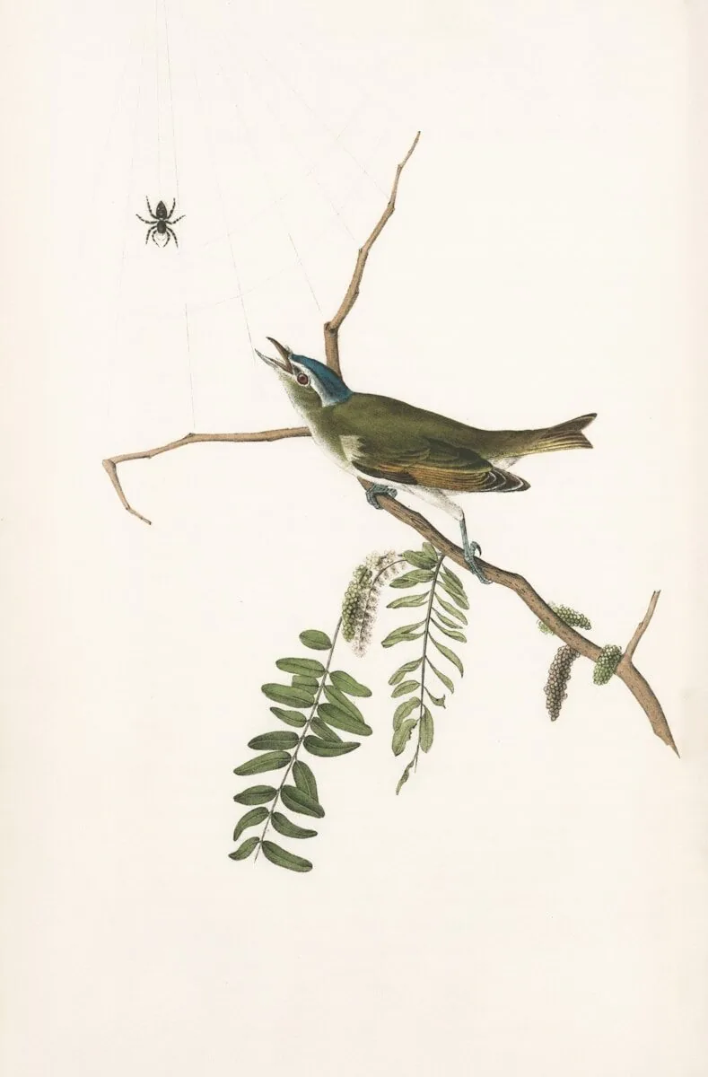 A bird on a branch with a spider