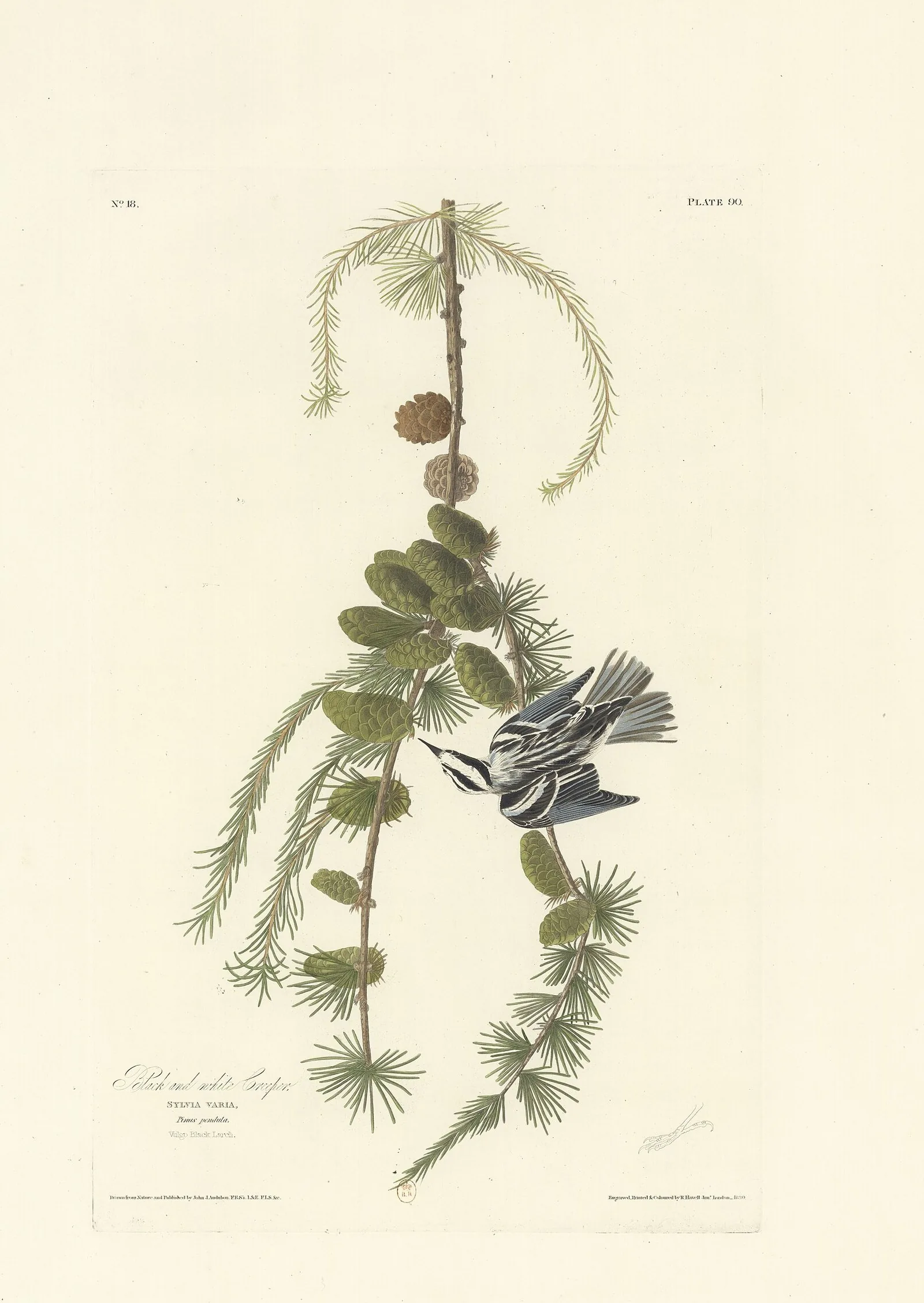 John James Audubon's 1830 hand-coloured engraving of the Black-and-white Warbler, then called the Black and white Creeper, hanging head-down from a black larch branch