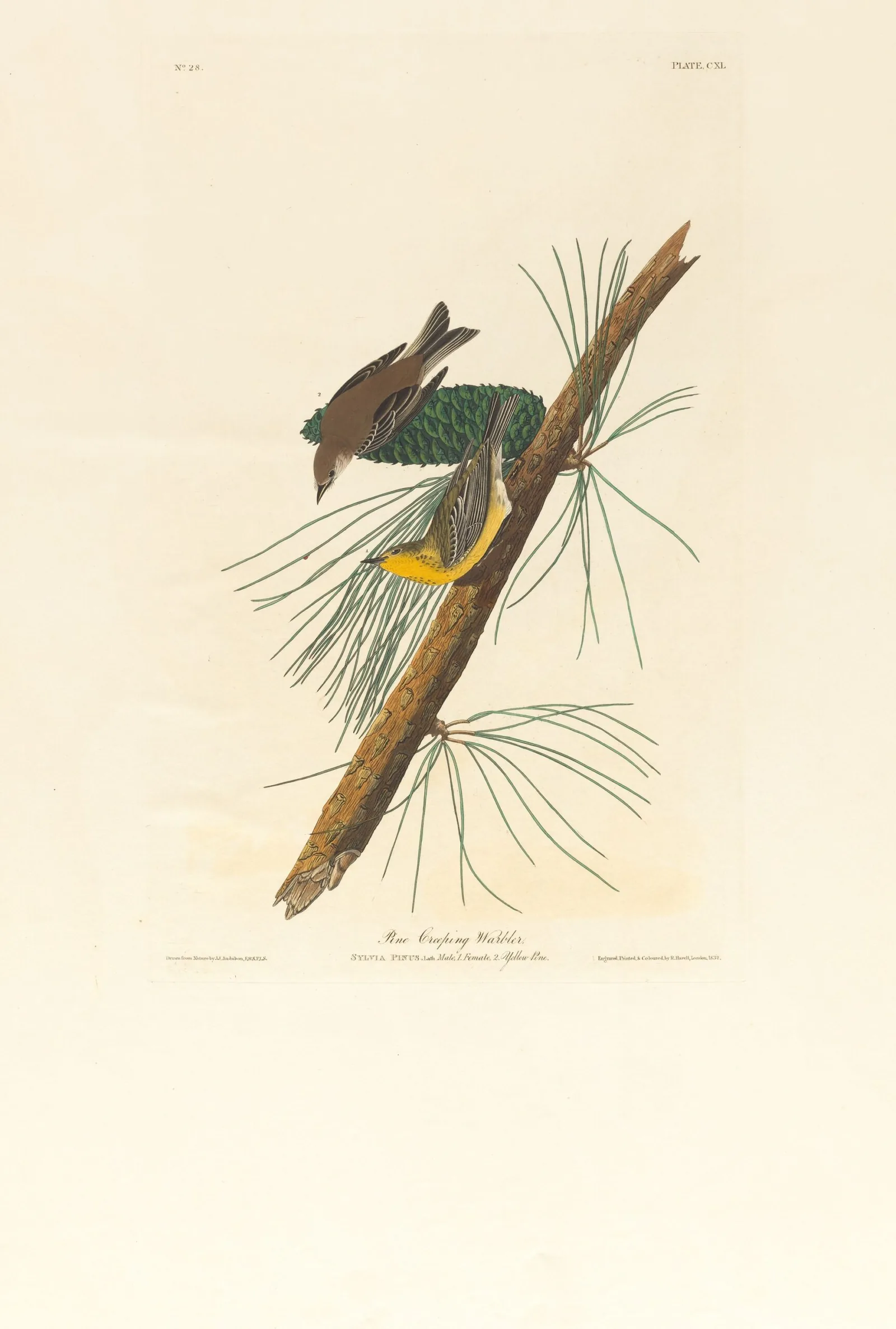 Audubon's Plate 140: Pine Creeping Warbler, male and female on a yellow pine branch beside a green cone.