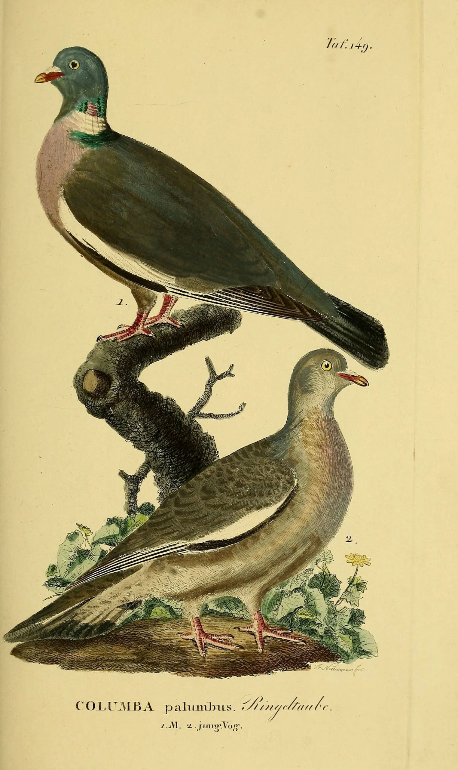 Naumann 1822 hand-coloured plate Tab. 149 showing an adult Common Wood Pigeon (top) and a juvenile (bottom), captioned COLUMBA palumbus.