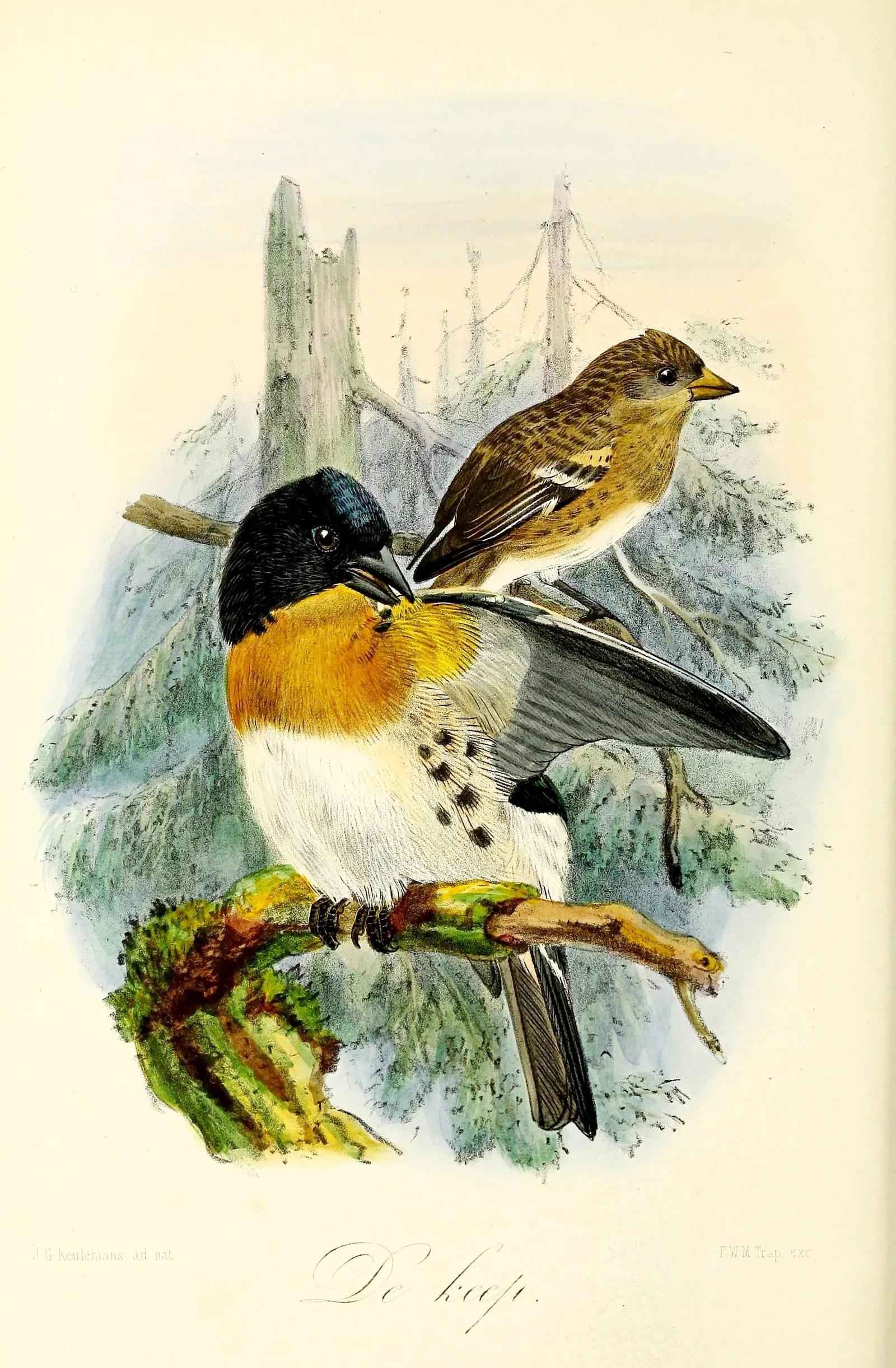 Hand-coloured 1873 lithograph of male and female Brambling on a snowy spruce, by John Gerrard Keulemans